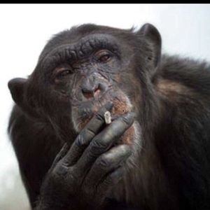 Meet your Posher, Bruce